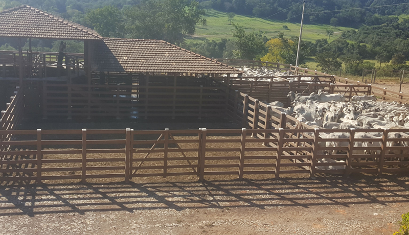 Curral para gado de corte o que você precisa saber